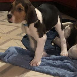 Ethel - Tri-colored female Treeing Walker Coonhound puppy in Vermontville, Michigan from Stackem Up Kennel