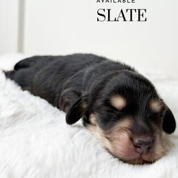 Slate - Black and cream male Dachshund puppy in Redding, California from Jean & Mae Doxies