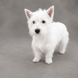 Willow - West Highland White Terrier