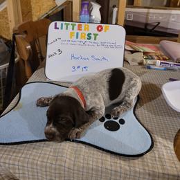 German Shorthaired Pointer Puppies from Donna Gambill