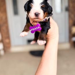 Prada - Tri-color female Bernedoodle puppy in West Haven, Utah from Split Mountain Doodles