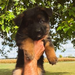 Leah (purple) - Black and red female German Shepherd puppy in Union City, Ohio from God’s Gifts German Shepherds