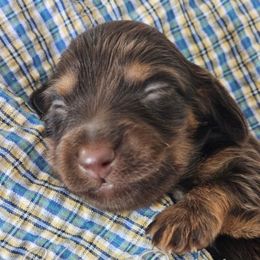 Teddy - Chocolate and tan male Dachshund puppy in Panama City, Florida from Harbor Doxies