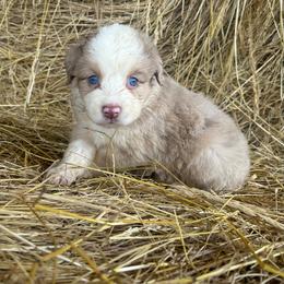 Dandelion - Red merle female Miniature Australian Shepherd puppy in Loretto, Tennessee from K Kountry Farm