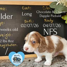Alder - Dapple male Dachshund puppy in Hoquiam, Washington from Heyd's Mini Dachshunds