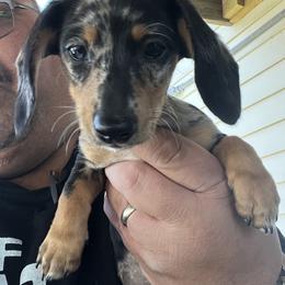 Dachshund Puppies from Witchy Woman’s Wiener’s
