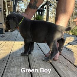 Green Boy - Blue male Great Dane puppy in Plano, Texas from Blue Thunder Danes