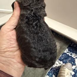 Girl 1 - female Poodle puppy in Leonard, Texas from Deblyns Poodles
