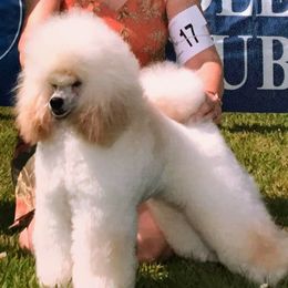 Poodle All Grown Up from Bluemist Kennel