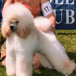 Poodle All Grown Up from Bluemist Kennel