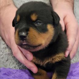 Boy 2 - Black and mahogany male Rottweiler puppy in Blanchard, Oklahoma from Mystique Kennel