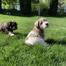 Miniature Schnauzer Puppies from Star Schnauzers