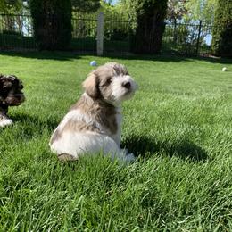 Miniature Schnauzer Puppies from Star Schnauzers