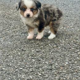 Storm - Blue merle female Toy Australian Shepherd puppy in Puryear, Tennessee from A&W Toy Aussies