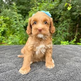 Nova - Caramel red female Australian Labradoodle puppy in Rochester, Michigan from Monarch Labradoodles