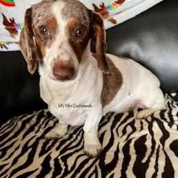 Maple - Dachshund