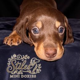 Whiskey - Chocolate and tan male Dachshund puppy in South Fulton, Tennessee from Stiles' Mini Doxies