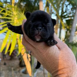 Maria - Brindle female French Bulldog puppy in Largo, Florida from Big Daddy Frenchies