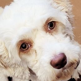 Leah - Cockapoo