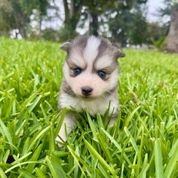 Mochi - Gray and white male Pomsky puppy in La Verne, California from Red Cedar Pomskies