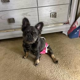 Sapphire - French Bulldog