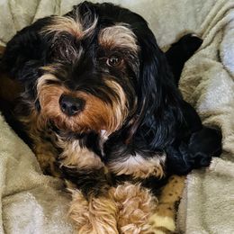 May - Aussiedoodle