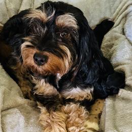 May - Aussiedoodle