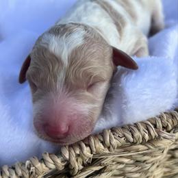 Beatrice - Parti female Double Doodle puppy in Yoakum, Texas from The Scott’s Dood Ranch