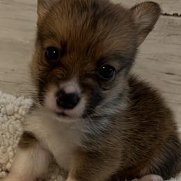 PB boy 2 - White and red male Pembroke Welsh Corgi puppy in Dickinson, Texas from Gulf Coast Corgis