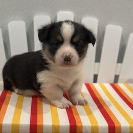 Jimmy Jo - male Pembroke Welsh Corgi puppy in Hillsboro, Missouri from Crawford Ranch Canines