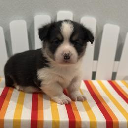 Jimmy Jo - male Pembroke Welsh Corgi puppy in Hillsboro, Missouri from Crawford Ranch Canines