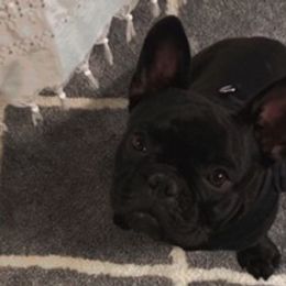 French Bulldogs from Brittany Kumpf's French Bulldog's