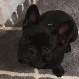 French Bulldogs from Brittany Kumpf's French Bulldog's
