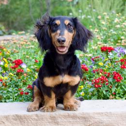 Dachshund puppies from Golden Badger Kennels
