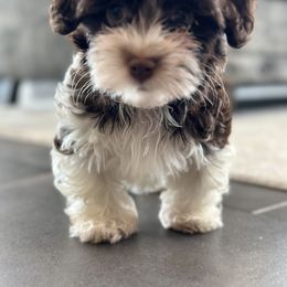 Havanese, Maltese, Maltipoo, Morkie, and Yorkshire Terrier Puppies from Rosewood Kennels