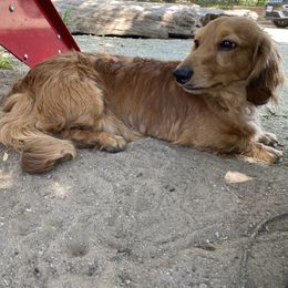 Moose - Dachshund