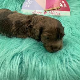 Jake - Dapple male Dachshund puppy in Sarah, Mississippi from White's Mississippi Doxies