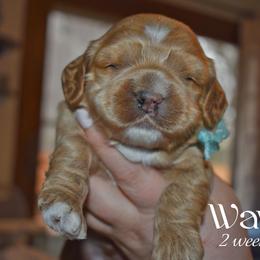 Wave - Buff male Cockapoo puppy in Myerstown, Pennsylvania from The Cocker Cingdom