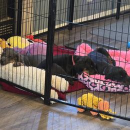 Doberman Pinscher puppies from Emerald Eire Dobermanns