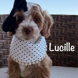 Purple Collar - Red  female Goldendoodle puppy in Blanchard, Oklahoma from Dream Doodles by Dondi