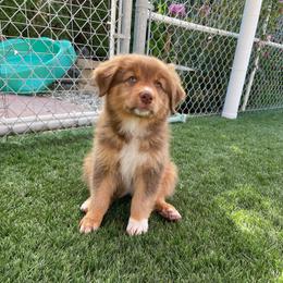 TIANA - Red tri-color female Australian Shepherd puppy in Hayward, California from Grissom’s Aussies