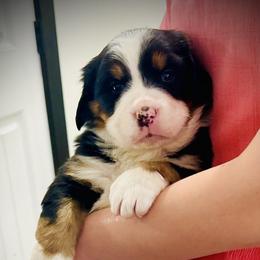 Prince - Black rust and white male Bernese Mountain Dog puppy in Strasburg, Ohio from Lois Allison