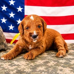 Briar (yellow) - Red  male Goldendoodle puppy in Apopka, Florida from The Classic Doodle