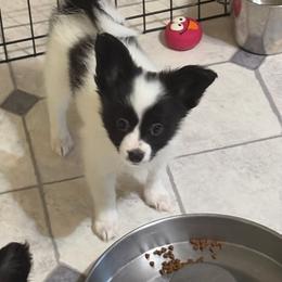 Female Puppy 5 - White and black female Papillon puppy in Kenly, North Carolina from Otto’s Papillons