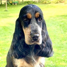 Dottie - English Cocker Spaniel