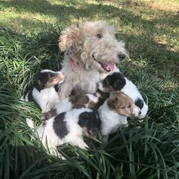 Wire Fox Terrier Puppies from Lyndon Meadow Farm