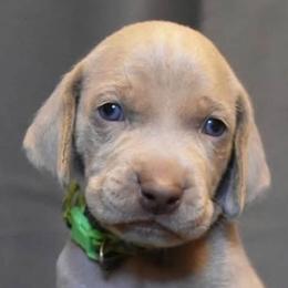 Puppy Boy - Silver gray male Weimaraner puppy in New Hartford, New York from Platinum Weimaraners
