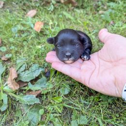 Bartholomew - Black and white male Havanese puppy in Zanesville, Ohio from Charlotte Landry