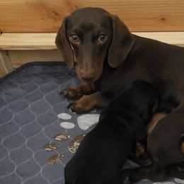 Dachshunds from Jessica Engleman