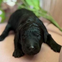 Primrose - Blue merle female Bernedoodle puppy in Toledo, Ohio from Avery Doodle Day LLC